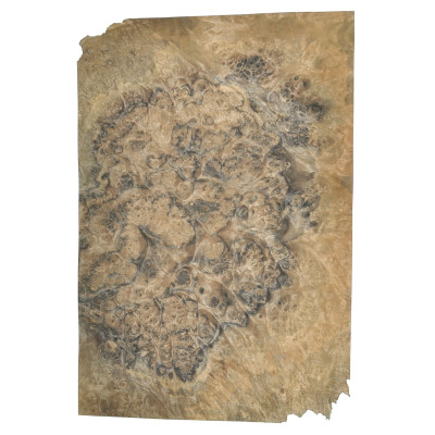 CZECZOT-ORZECH.D1 / CZECZOTA NATURALNA