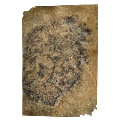 CZECZOT-ORZECH.D1 / CZECZOTA NATURALNA